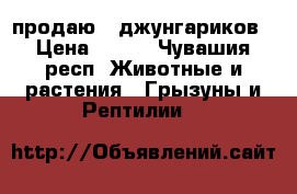 продаю 2 джунгариков › Цена ­ 300 - Чувашия респ. Животные и растения » Грызуны и Рептилии   